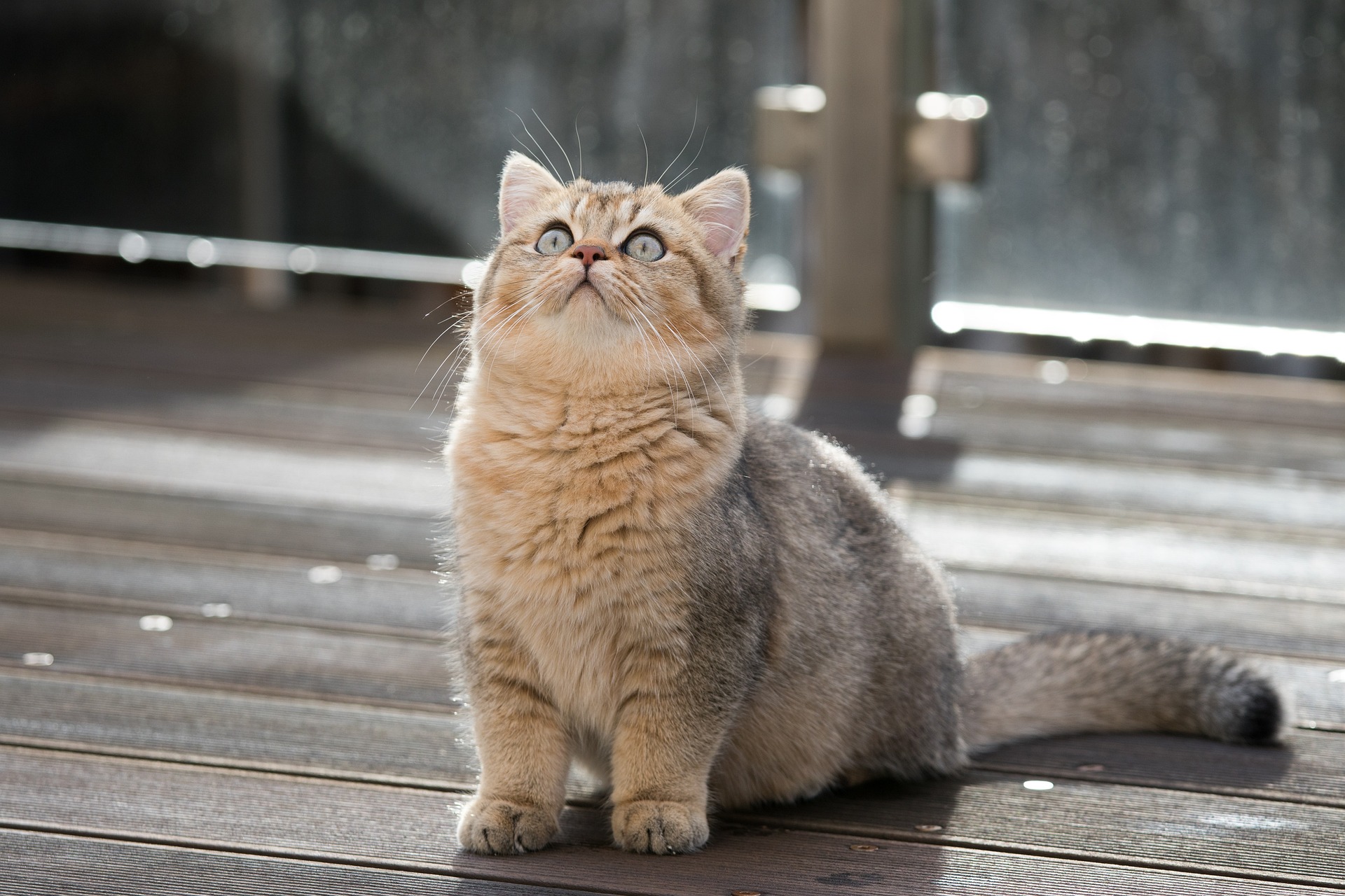 british-shorthair