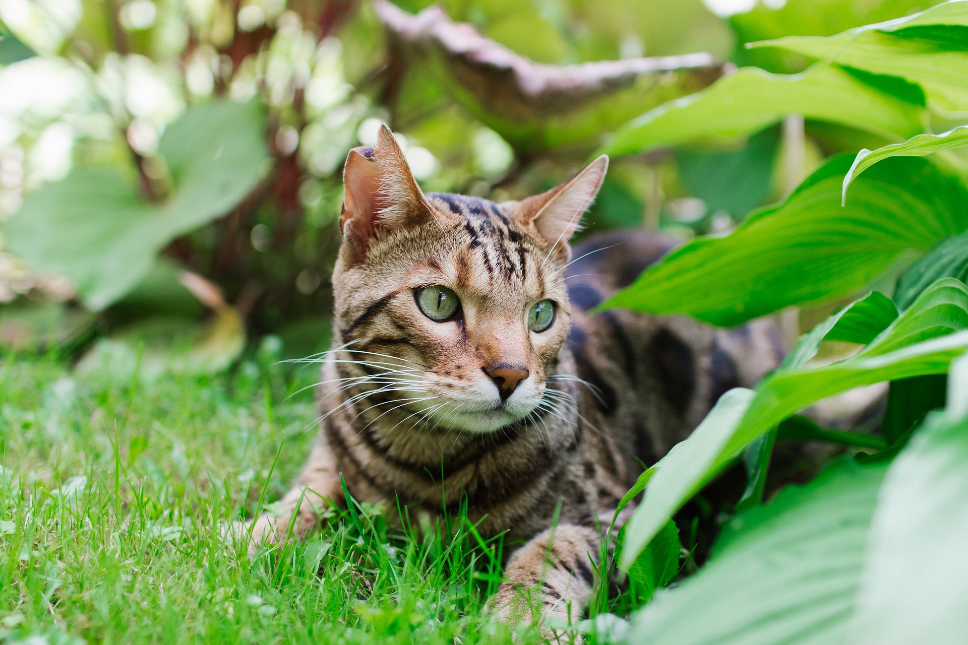 Bengal kittens