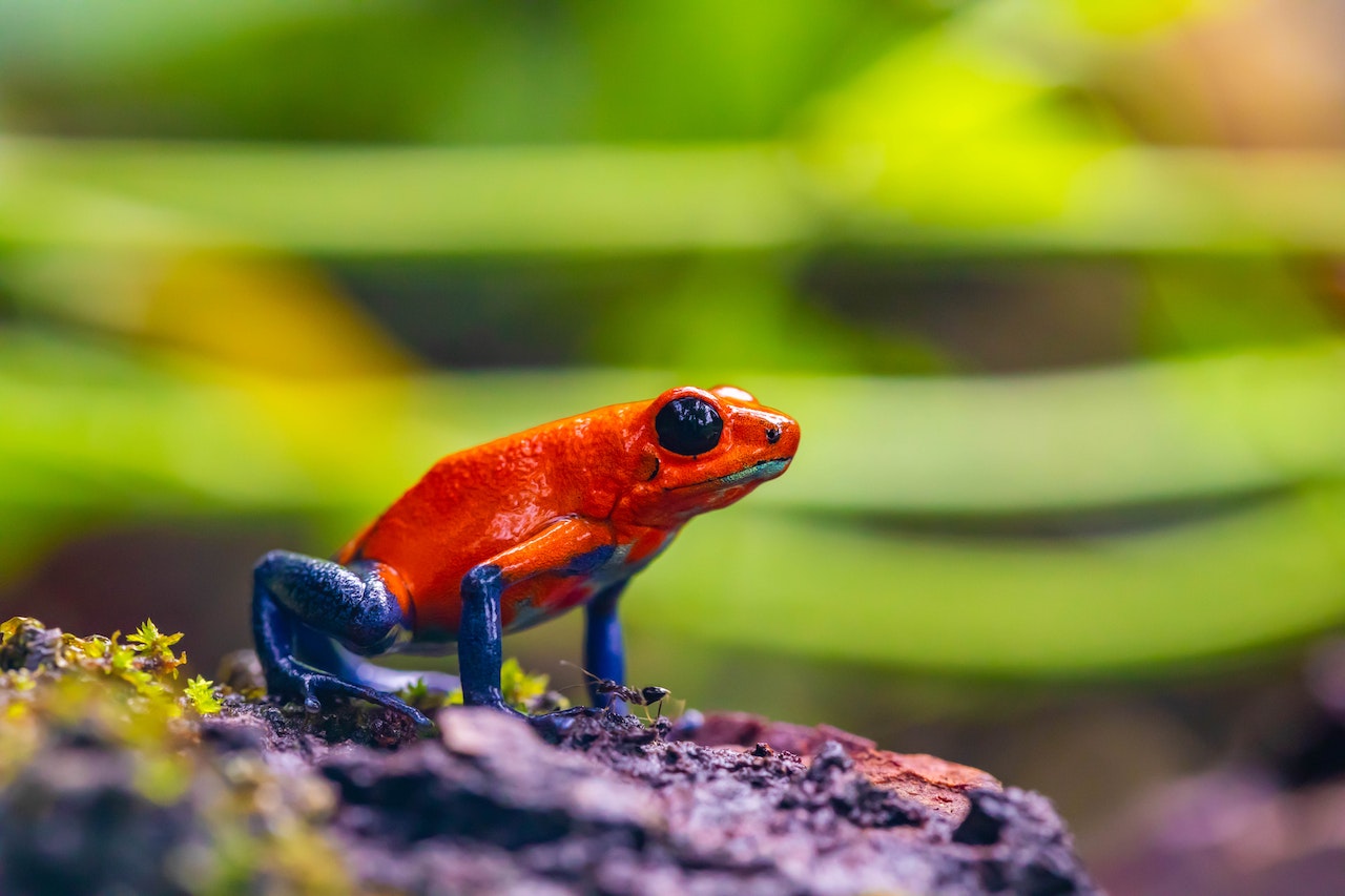 strawberry pacman frog
