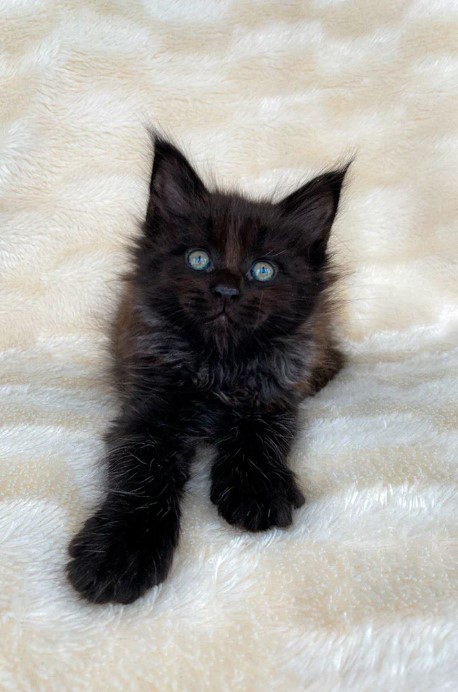black maine coon kitten