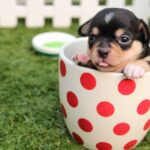 Best Small Pets: The Perfect Companions for Your Home