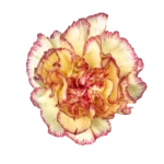 carnations in bulk
