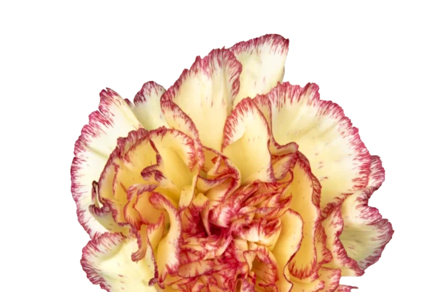 carnations in bulk